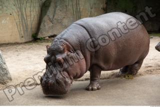 Hippo 0069